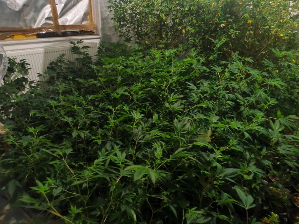 Akcija MUP-a KS 'Black Widow',pronađena laboratorija za proizvodnju marihuane, uhapšene dvije osobe